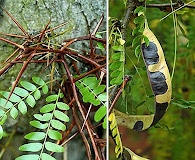 Gleditsia triacanthos