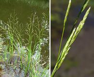 Glyceria borealis