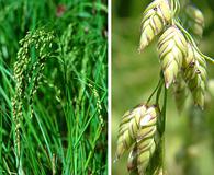 Glyceria canadensis