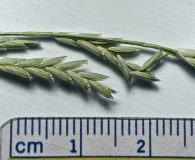 Glyceria declinata