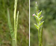 Glyceria leptostachya