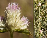 Gomphrena nitida