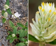 Gomphrena serrata