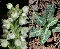 Goodyera pubescens