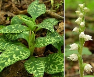 Goodyera repens