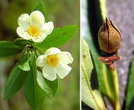 Gordonia lasianthus