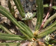 Gossypianthus lanuginosus