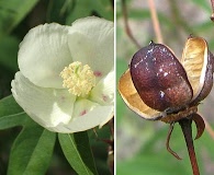 Gossypium thurberi