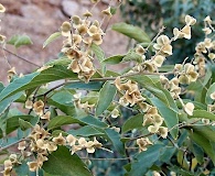 Gouania rosei