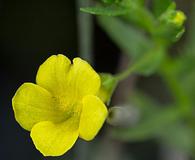 Gratiola aurea