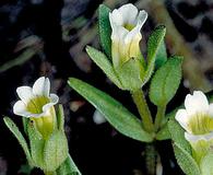 Gratiola ebracteata