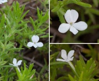 Gratiola hispida