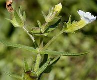 Gratiola neglecta