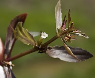 Gratiola virginiana