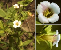 Gratiola viscidula