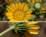 Grindelia arizonica