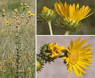 Grindelia ciliata