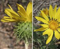 Grindelia hirsutula