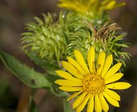 Grindelia lanceolata