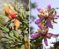 Guaiacum angustifolium