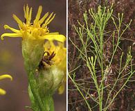 Gutierrezia californica