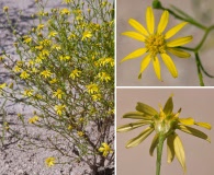 Gutierrezia sphaerocephala