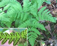 Gymnocarpium dryopteris