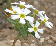 Gymnosteris nudicaulis