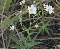 Gypsophila elegans