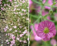 Gypsophila muralis