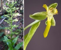 Habenaria floribunda