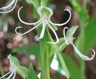 Habenaria quinqueseta