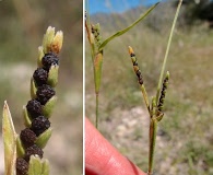 Hackelochloa granularis