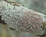 Haematomma flexuosum