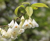 Halesia carolina