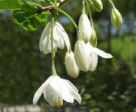 Halesia diptera