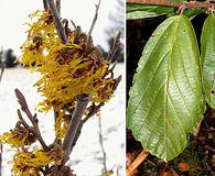 Hamamelis vernalis