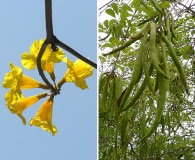 Handroanthus chrysanthus