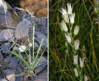 Hastingsia bracteosa