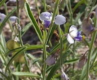 Hebecarpa barbeyana