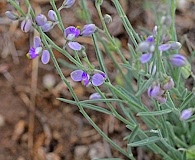 Hebecarpa obscura