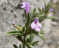 Hedeoma drummondii