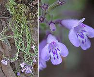 Hedeoma hyssopifolia