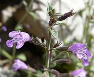 Hedeoma nana