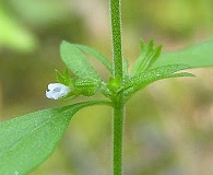 Hedeoma pulegioides