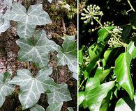 Hedera helix