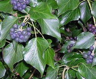 Hedera hibernica