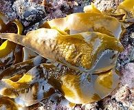 Hedophyllum sessile