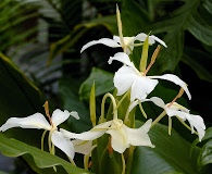 Hedychium coronarium