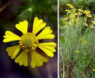 Helenium amarum